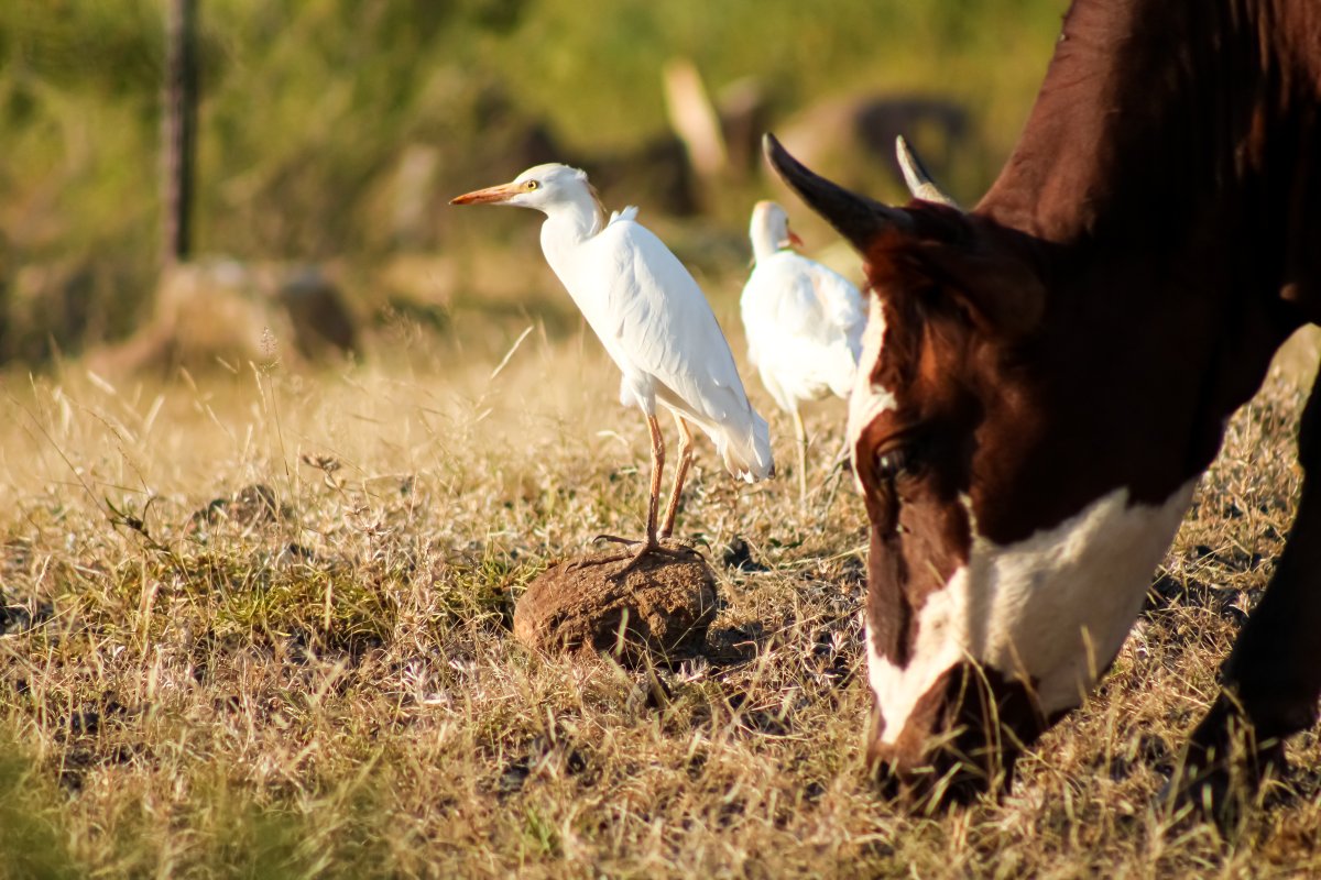 Cow grazing by with birds