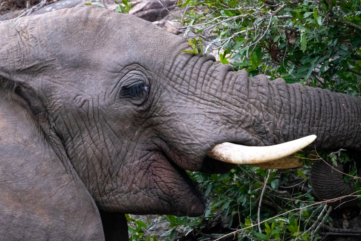 Elephant eating from a tree