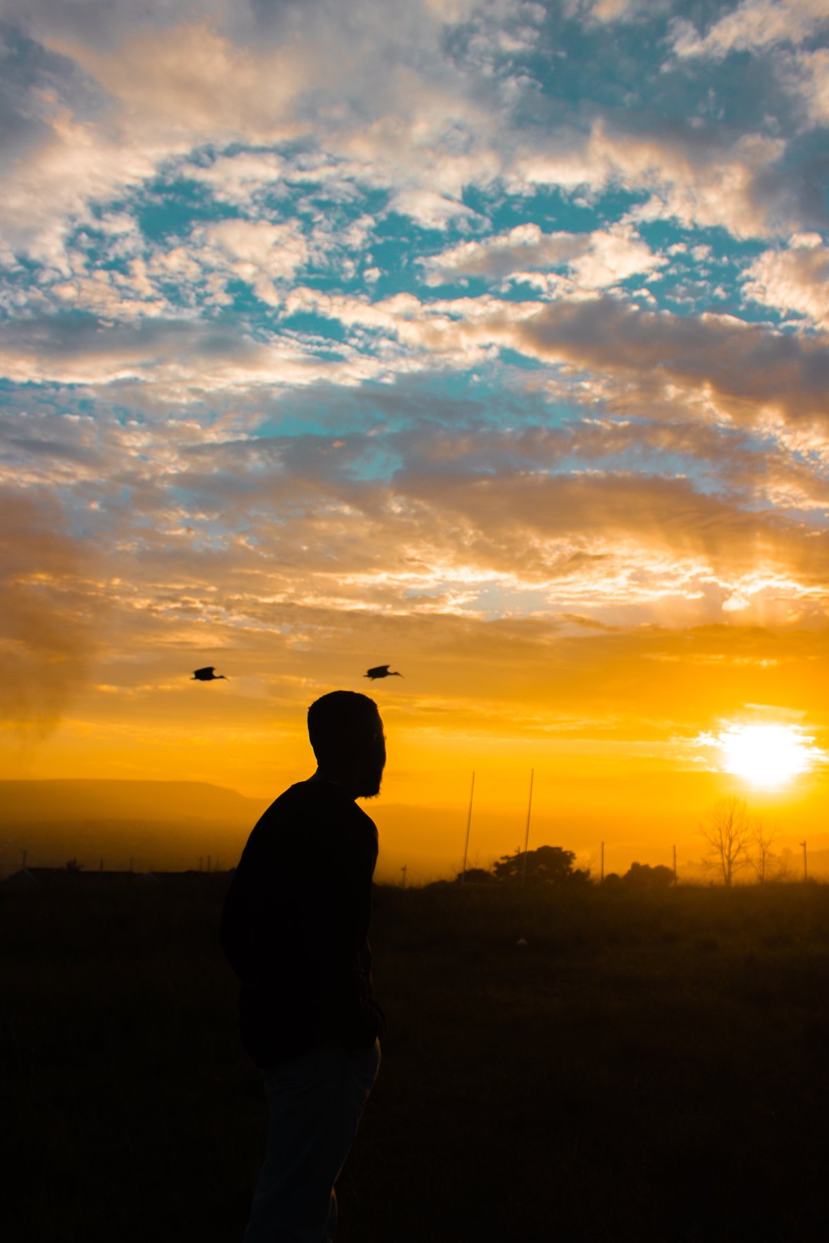 silhouette image with birds flying over a orange and teal sky