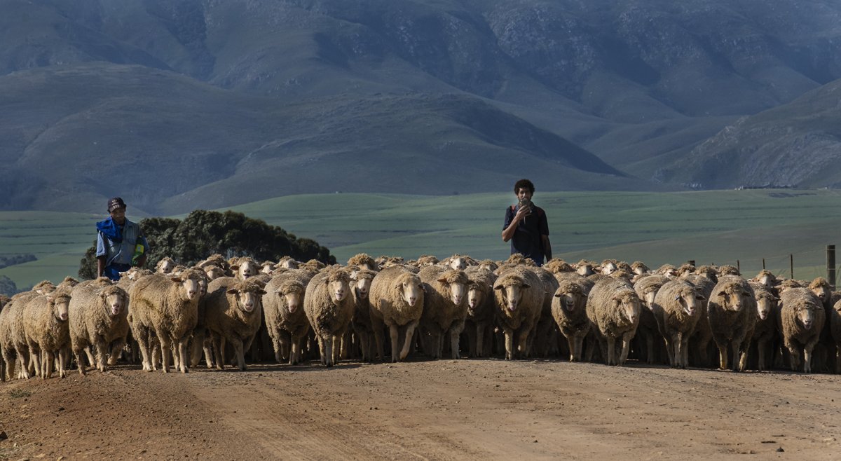 Sheep Parade in Greyton
