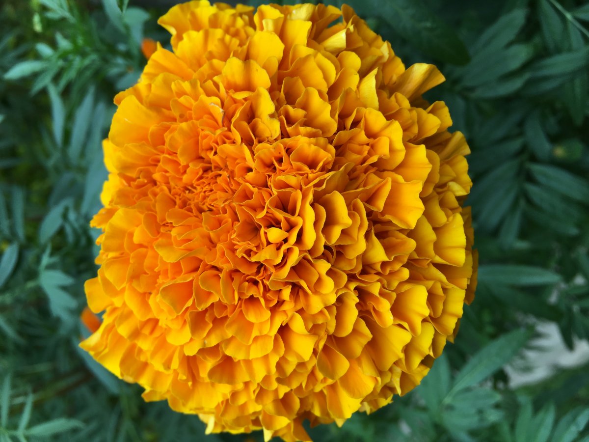 Marigold
