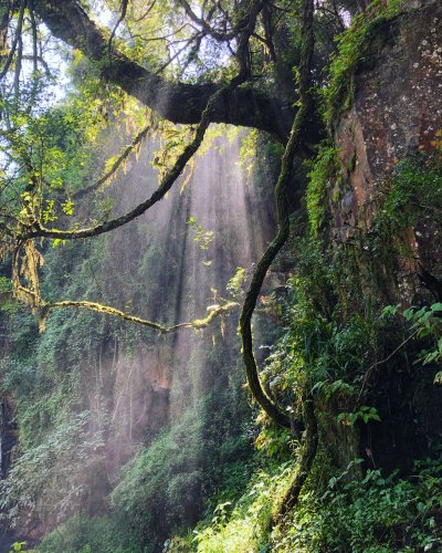 The sun through a misty forest