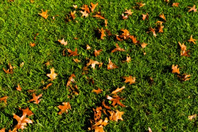 Autumn leaves on a sunny day