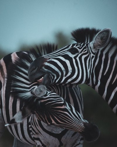 Zebra Fun