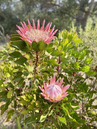 Cape Flora: The Protea