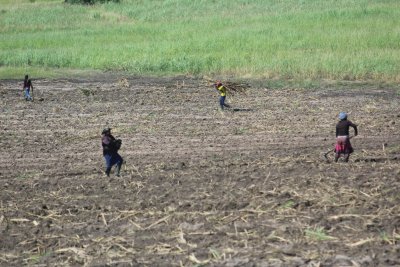 A day in the Sugarcane Fields