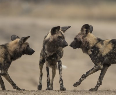 African Wild Dogs
