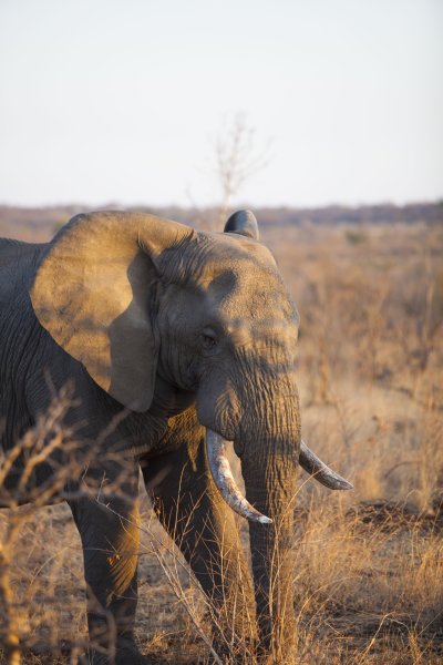 Elephant in the Kruger national park