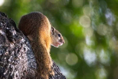 Agitated squirrel at the Kruger national park