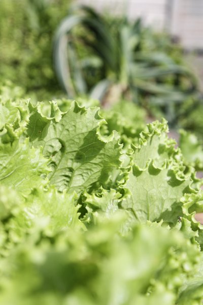 Lettuce - Vegetable Garden