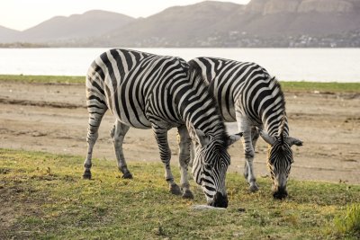 Two wildlife zebras grazing on grass near water and mountains