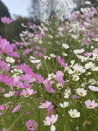Pink and white cosmos