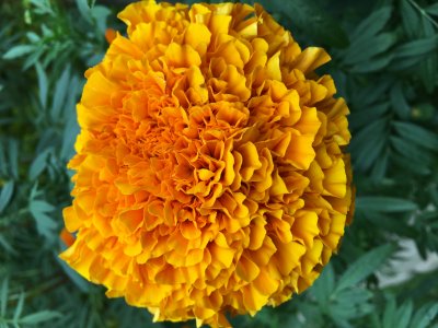 Marigold