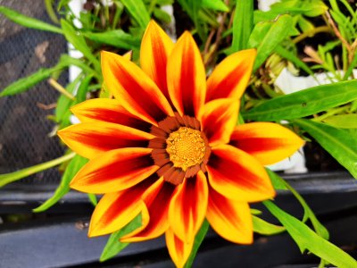 Vibrant in Nature: An African Daisy