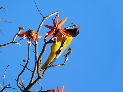 Black-headed oriole