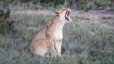 Lioness roars