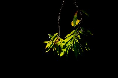 Green tree leaves in sunlight with a black background