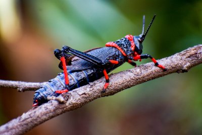 Koppie Foam Grasshopper