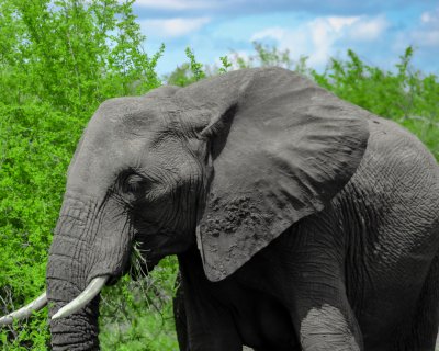 Elephant in the Kruger National Park