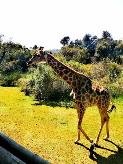 Giraffe